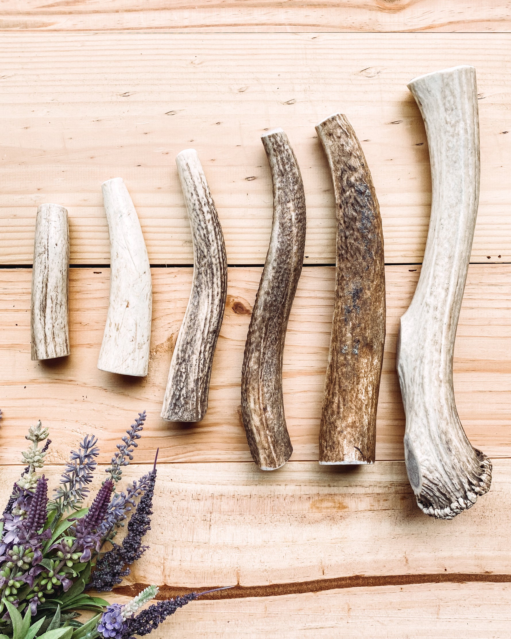A variety of different sized whole elk antlers displayed on a wooden surface.