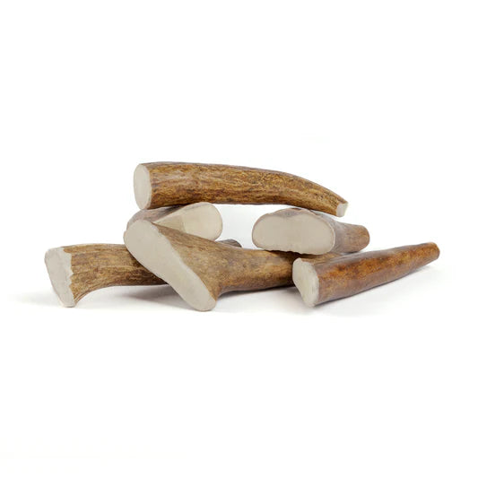 Moose antlers