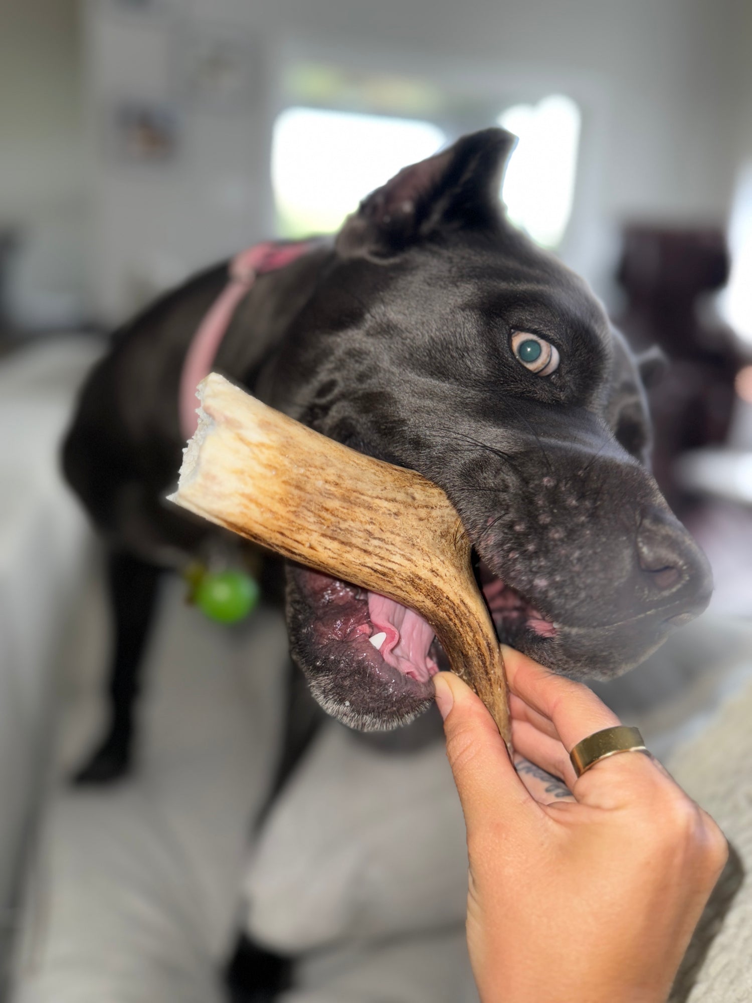 All-natural whole elk antler chew for dogs, durable grain-free long-lasting treat.